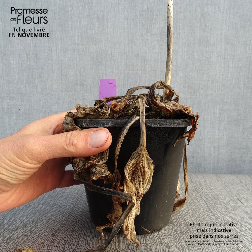 Hosta Midnight at the Oasis 1.5L/2L pot sample as delivered in autumn