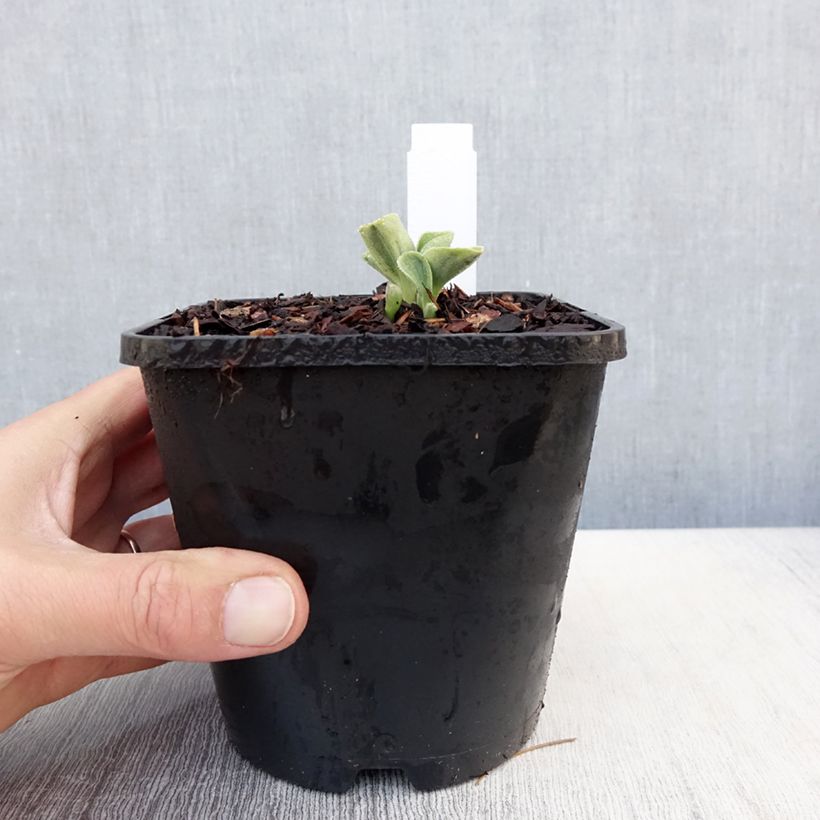 Hosta Mighty Mouse 1.5L/2L pot sample as delivered in spring