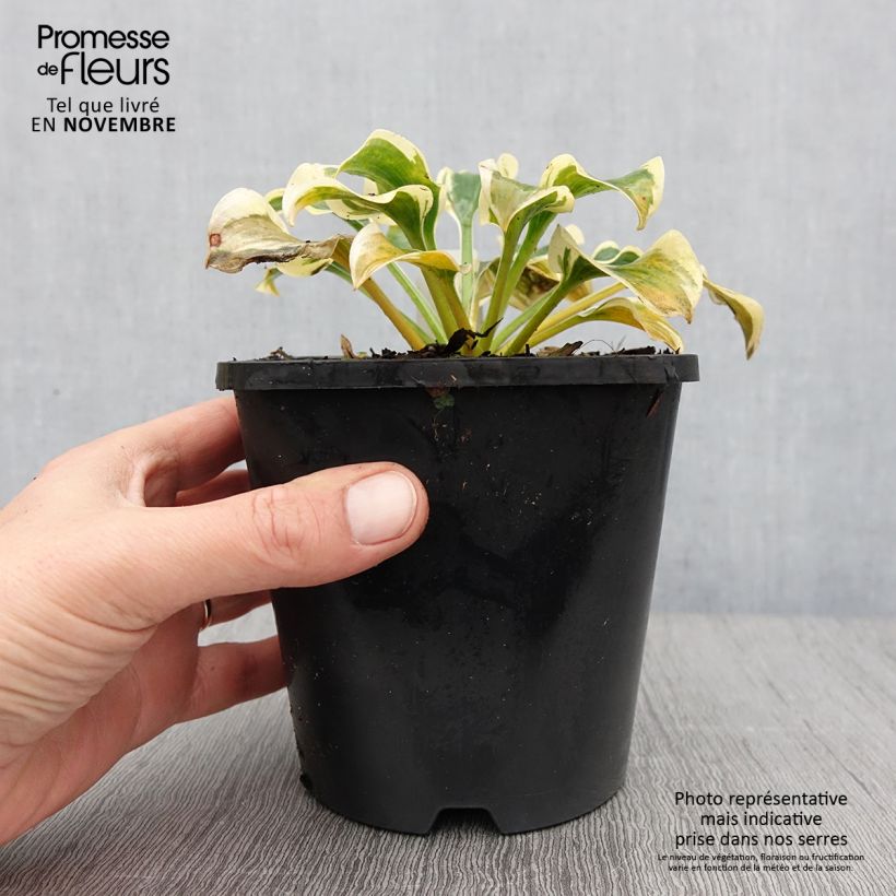 Hosta Mini Skirt 1.5L/2L pot sample as delivered in autumn