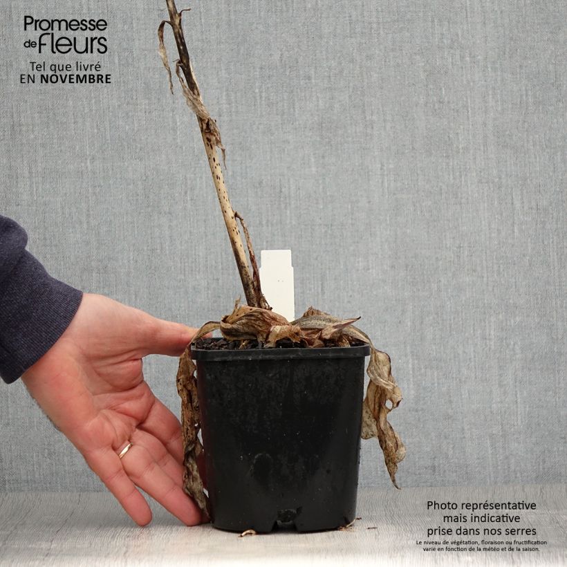 Hosta Minuteman 1.5L/2L pot sample as delivered in autumn