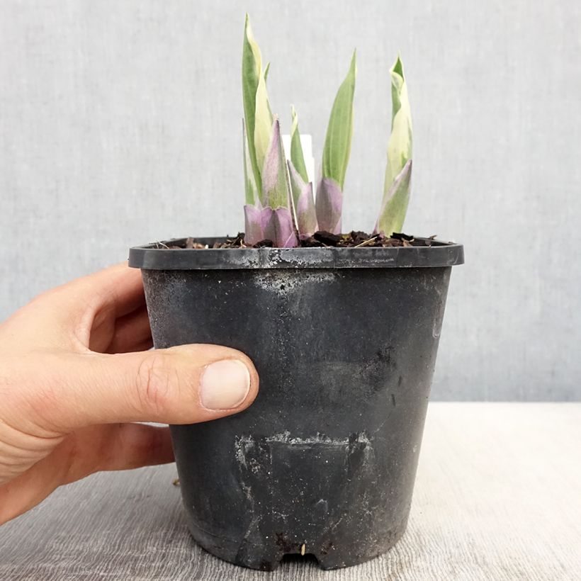 Hosta Minuteman 1.5L/2L pot sample as delivered in spring