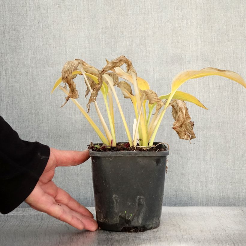 Hosta montana Yellow River 1.5L/2L pot sample as delivered in autumn