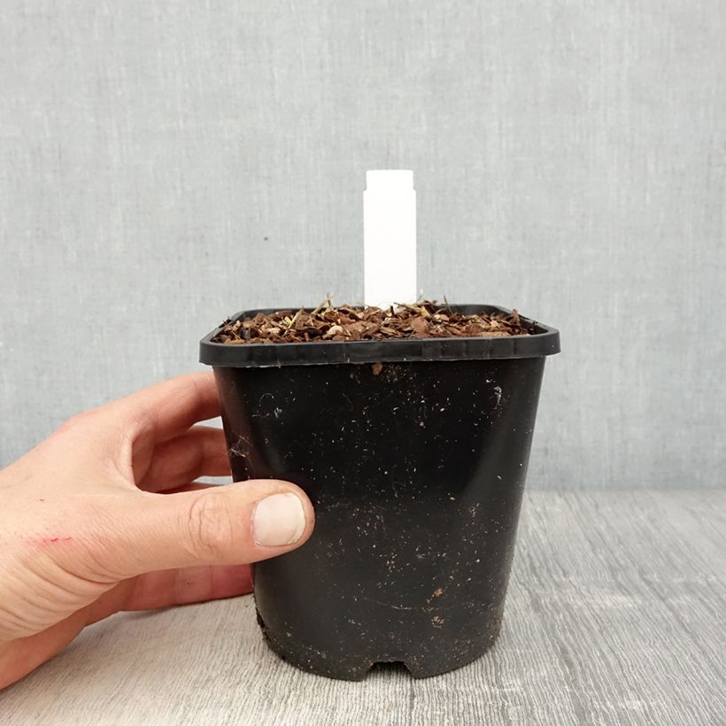 Hosta montana Yellow River 1.5L/2L pot sample as delivered in spring