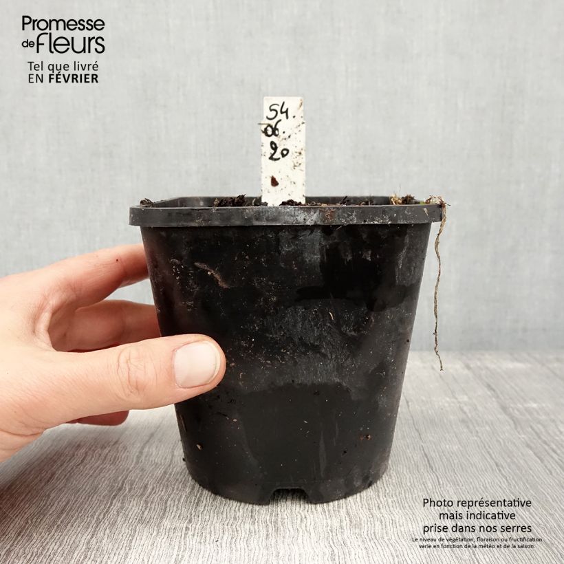 Hosta Moulin Rouge 1.5L/2L pot sample as delivered in winter