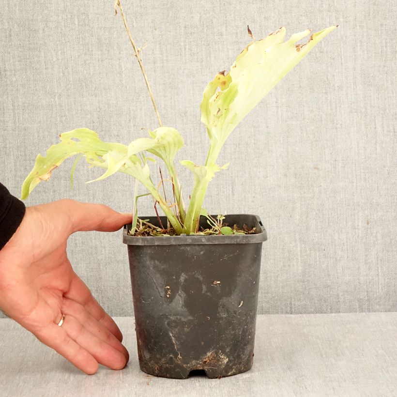 Hosta Neptune 1.5L/2L pot sample as delivered in autumn