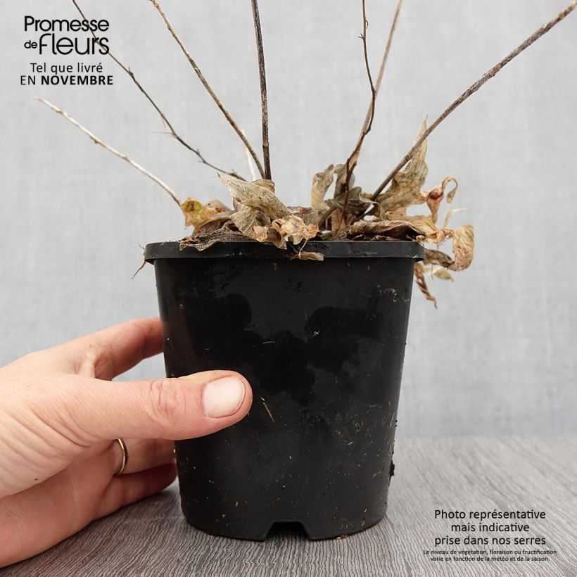 Hosta Obi-One Kenobi 1.5L/2L pot sample as delivered in autumn