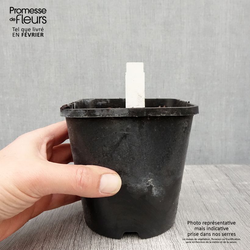 Hosta Obi-One Kenobi 1.5L/2L pot sample as delivered in winter