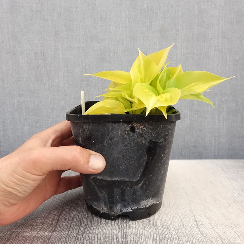 Hosta Obi-One Kenobi 1.5L/2L pot sample as delivered in spring