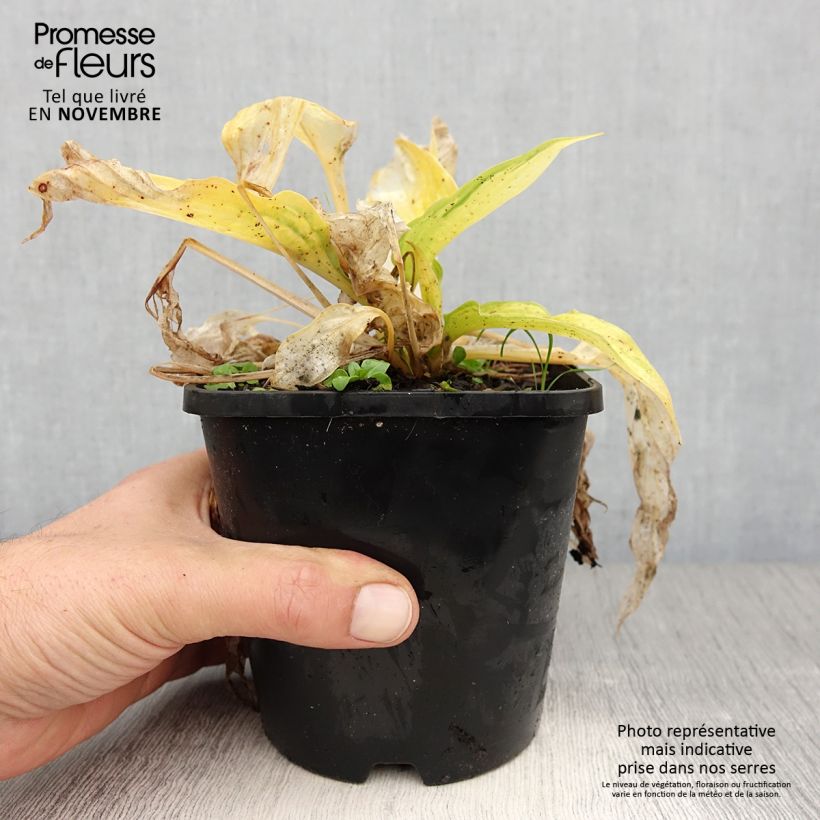 Hosta Orange Marmelade 1.5L/2L pot sample as delivered in autumn