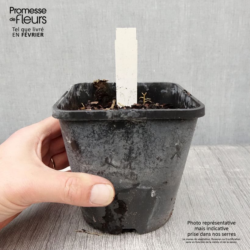 Hosta tardiana Orange Star 1.5L/2L pot sample as delivered in winter