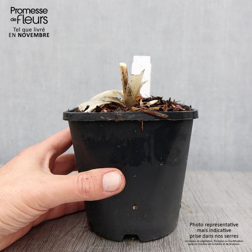 Hosta Orions Belt 1.5L/2L pot sample as delivered in autumn