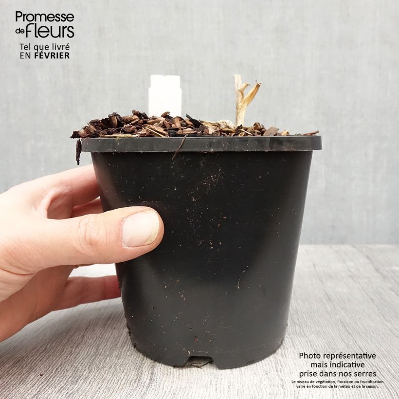 Hosta Orions Belt 1.5L/2L pot sample as delivered in winter