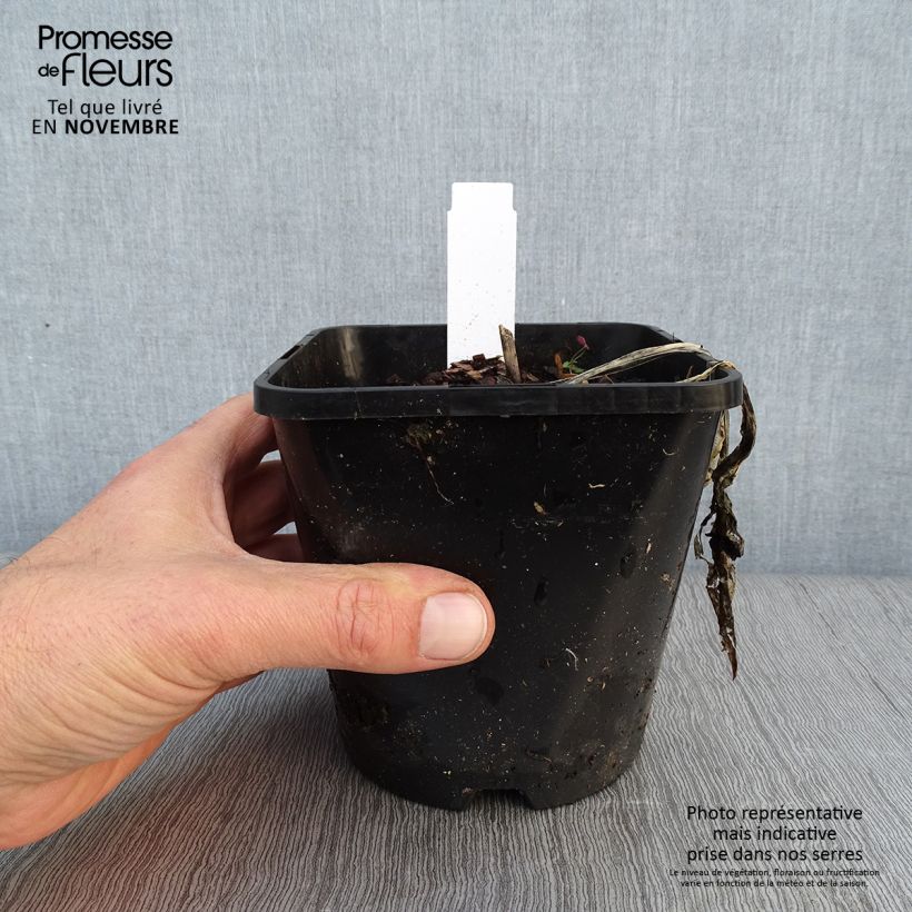Hosta Fireworks 1.5L/2L pot sample as delivered in autumn