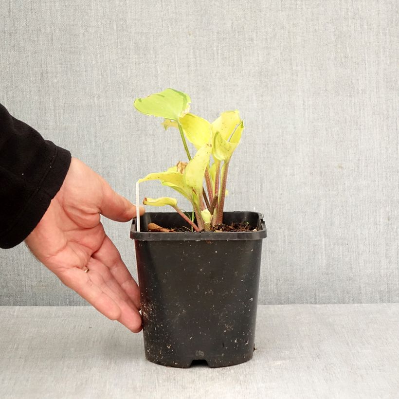 Hosta Paradise Island 1.5L/2L pot sample as delivered in autumn