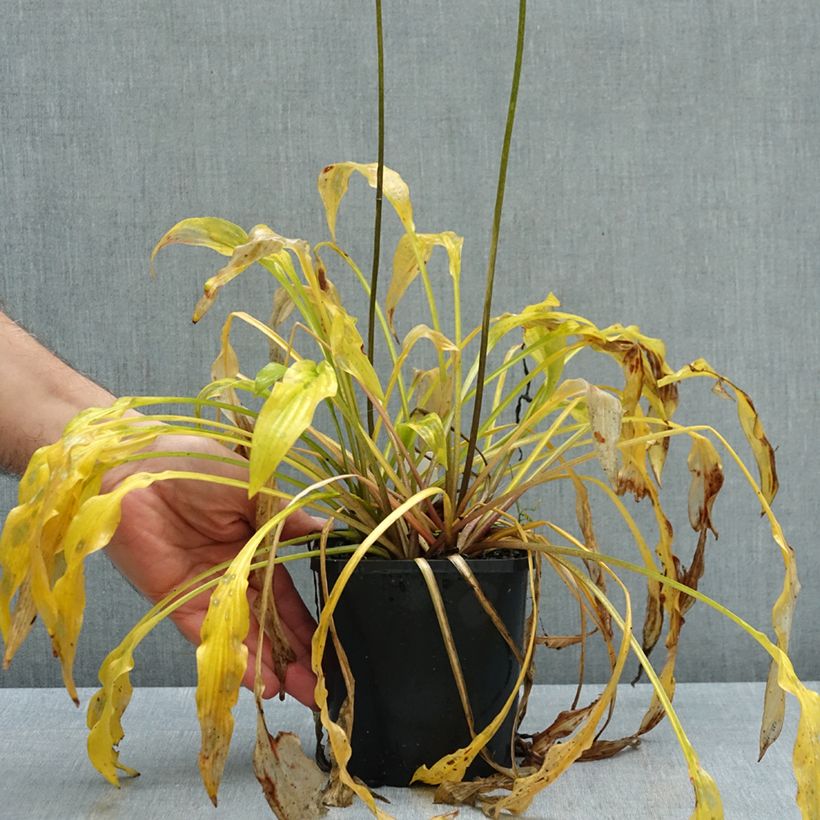 Hosta Party Streamers 1.5L/2L pot sample as delivered in autumn