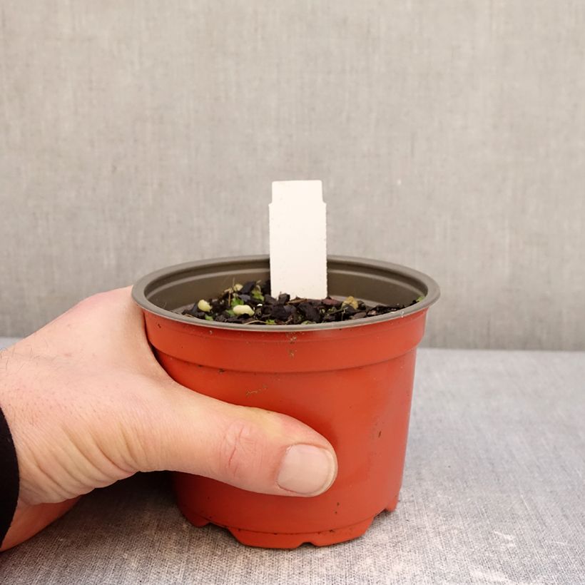 Hosta Party Streamers 12cm pot sample as delivered in winter