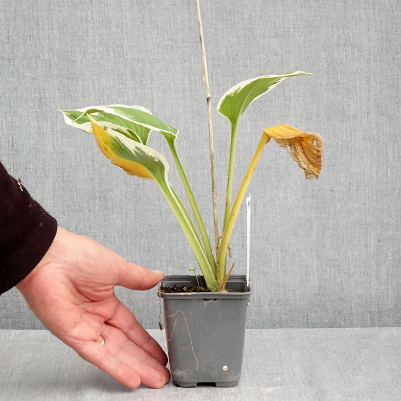 Hosta fortunei Patriots Fire 8/9 cm pot sample as delivered in autumn