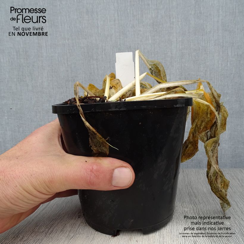 Hosta Paul Revere 1.5L/2L pot sample as delivered in autumn