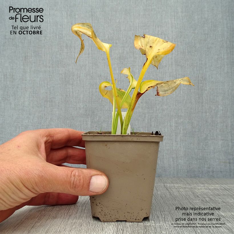 Hosta Pauls Glory 8/9 cm pot sample as delivered in autumn