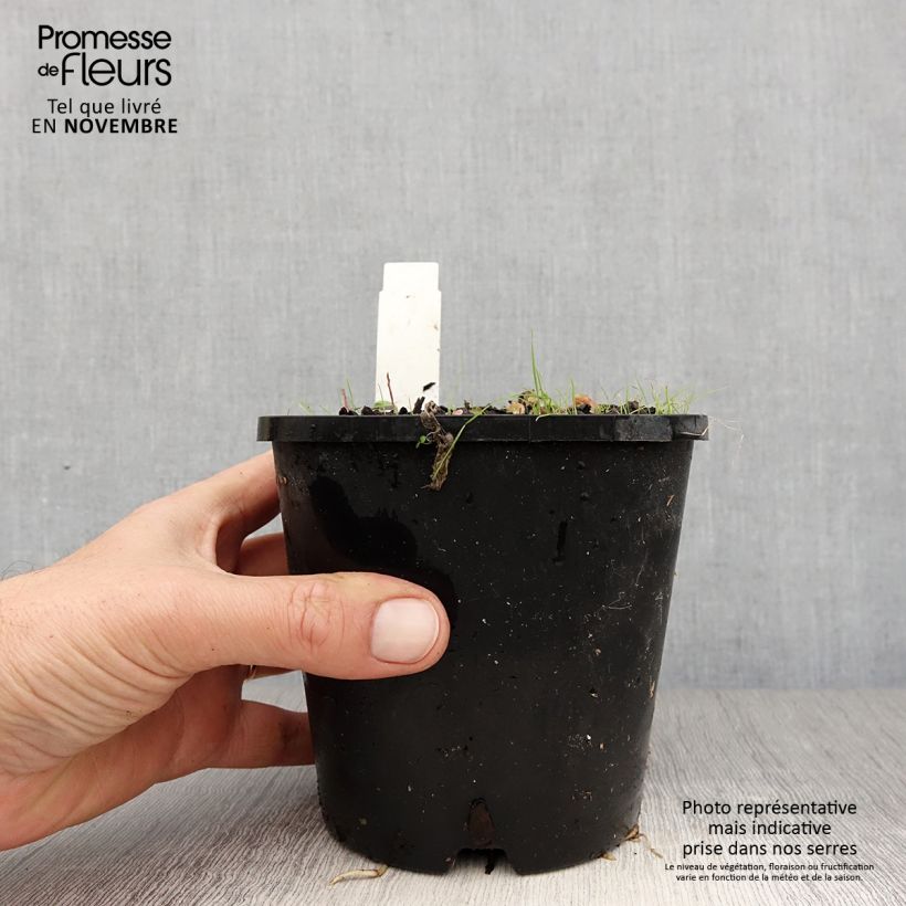 Hosta Pin Up 1.5L/2L pot sample as delivered in autumn