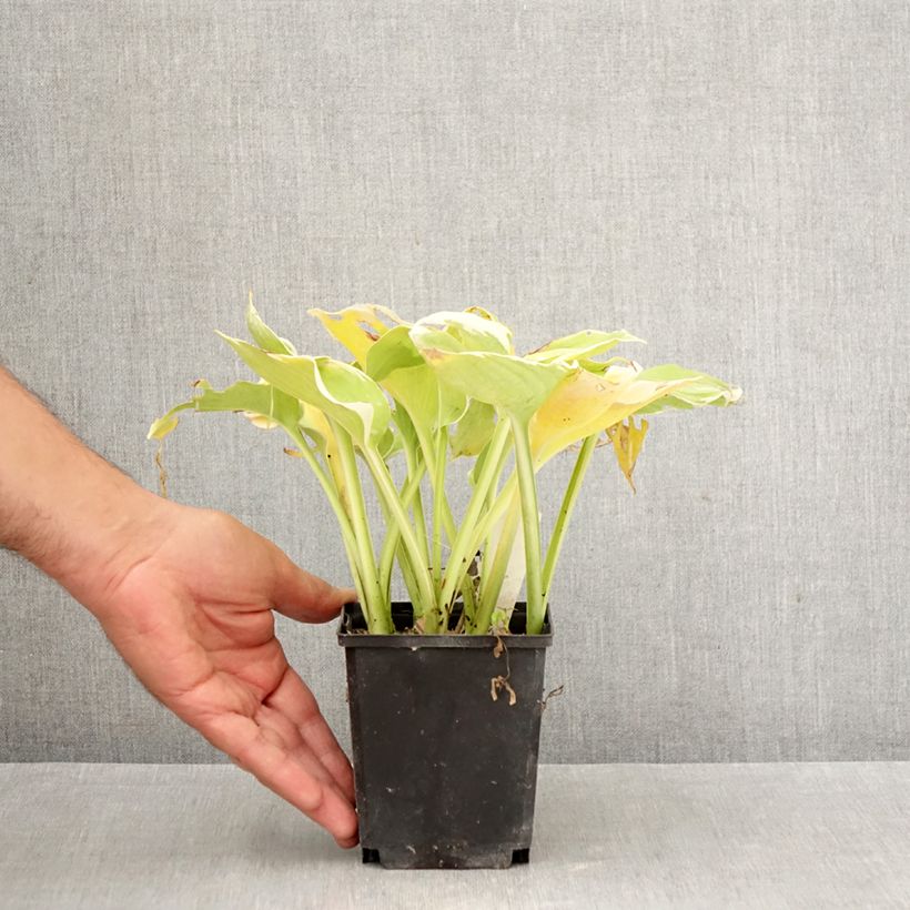 Hosta Pizzazz 8/9 cm pot sample as delivered in autumn