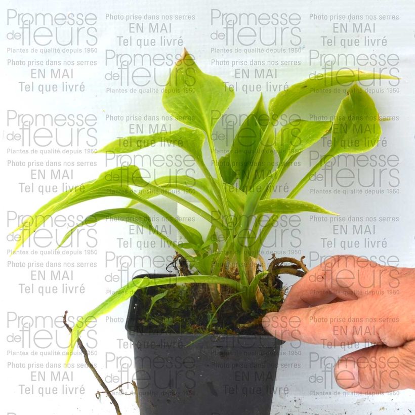 Example of Hosta plantaginea Aphrodite 8/9 cm pot specimen as delivered