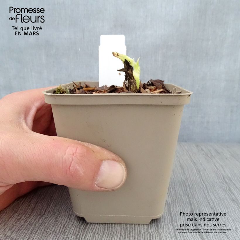 Hosta plantaginea grandiflora 8/9 cm pot sample as delivered in spring