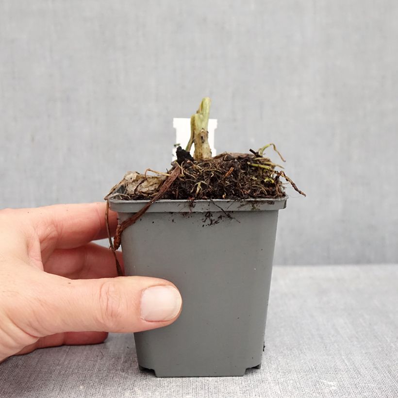 Hosta plantaginea grandiflora 8/9 cm pot sample as delivered in autumn