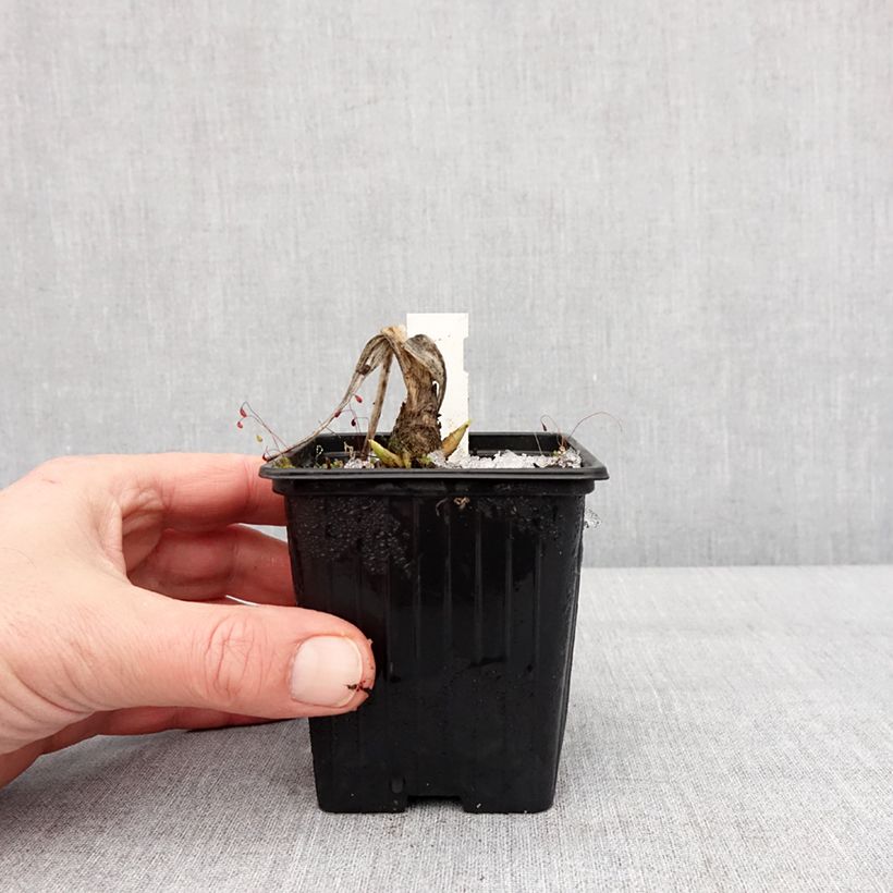 Hosta plantaginea var. japonica 8/9 cm pot sample as delivered in winter