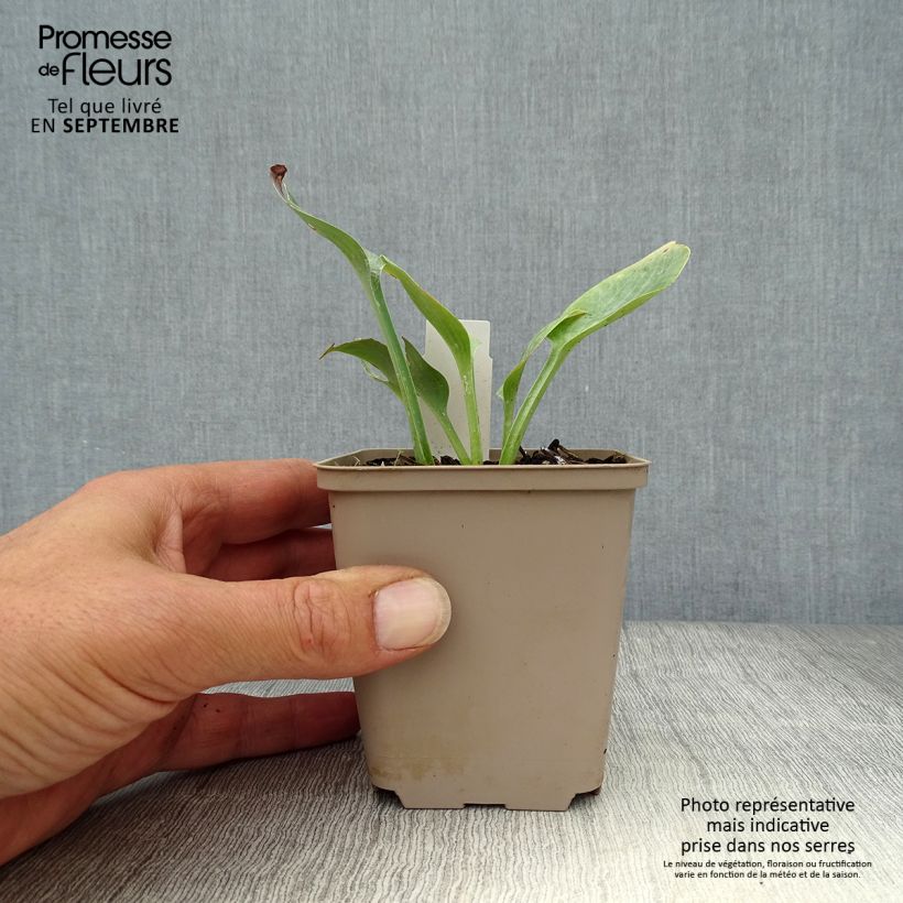 Hosta Prairie Sky 8/9 cm pot sample as delivered in autumn
