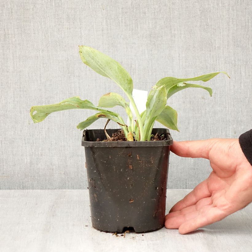 Hosta Prairie Sky 1.5L/2L pot sample as delivered in autumn