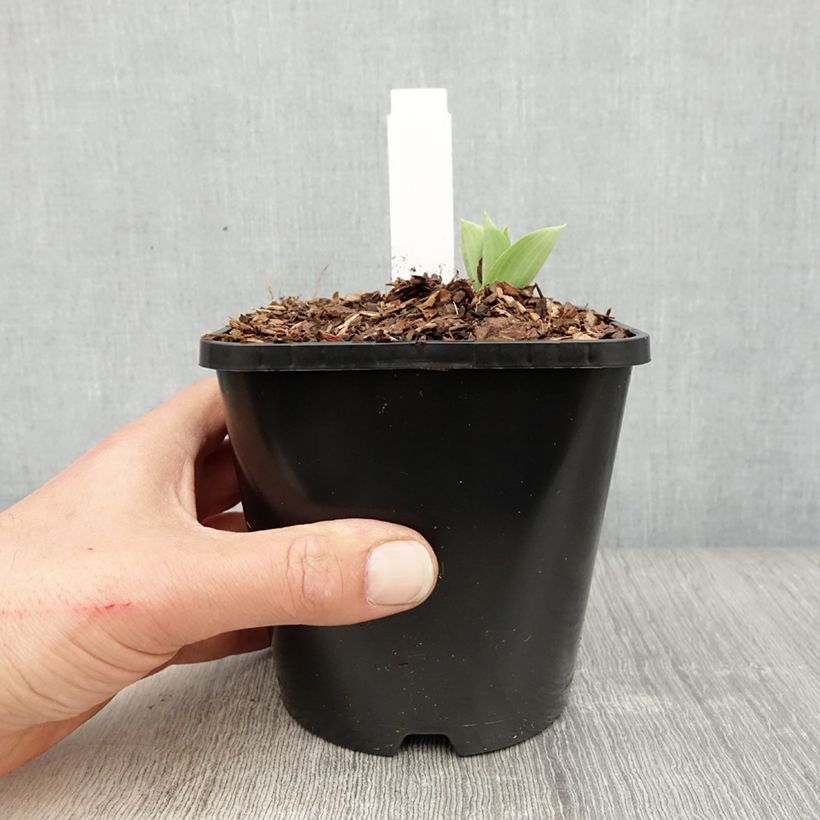 Hosta Prairie Sky 1.5L/2L pot sample as delivered in spring