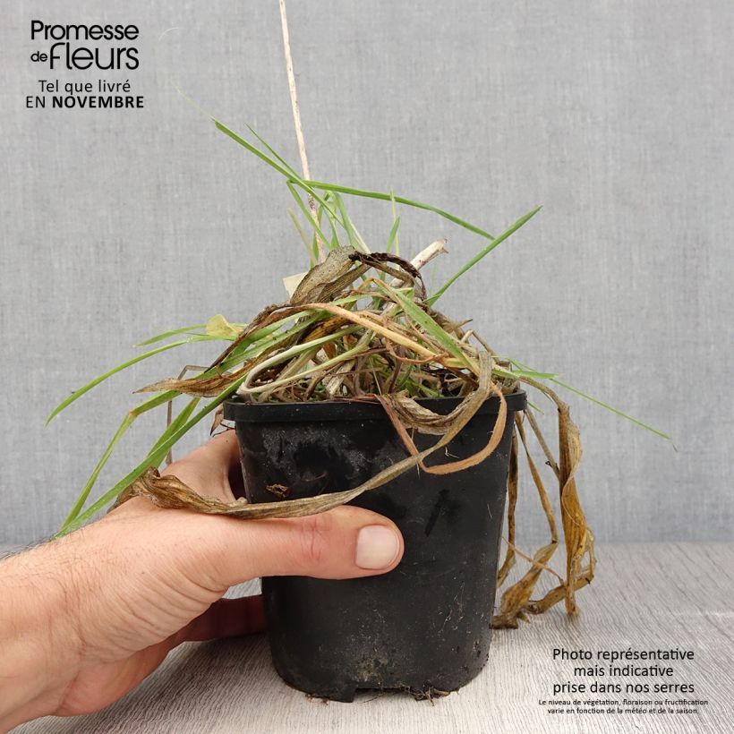 Hosta Praying Hands 1.5L/2L pot sample as delivered in autumn