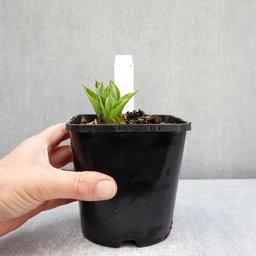 Hosta Radiant Edger - Plantain Lily 1.5L/2L pot sample as delivered in spring