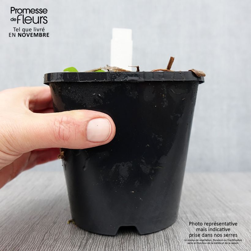 Hosta Raspberry Sundae 1.5L/2L pot sample as delivered in autumn