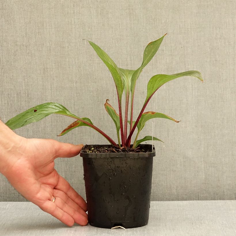 Hosta Red Ninja 2L/3L pot sample as delivered in autumn
