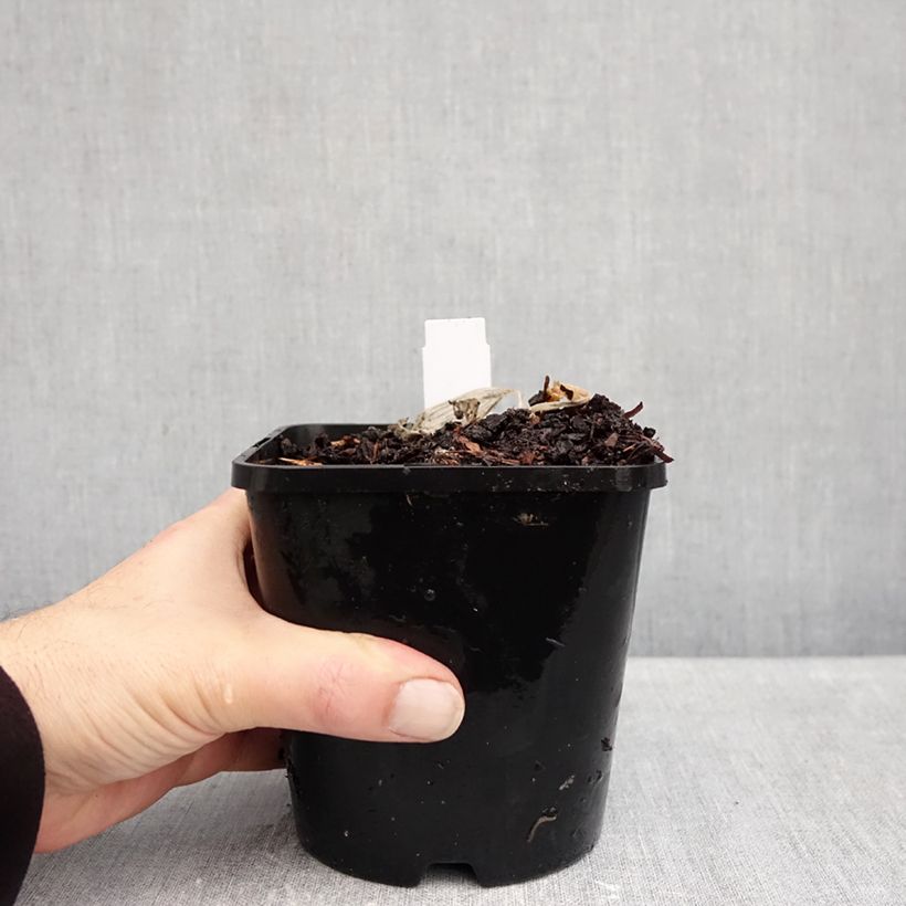 Hosta Remember Me 1.5L/2L pot sample as delivered in autumn