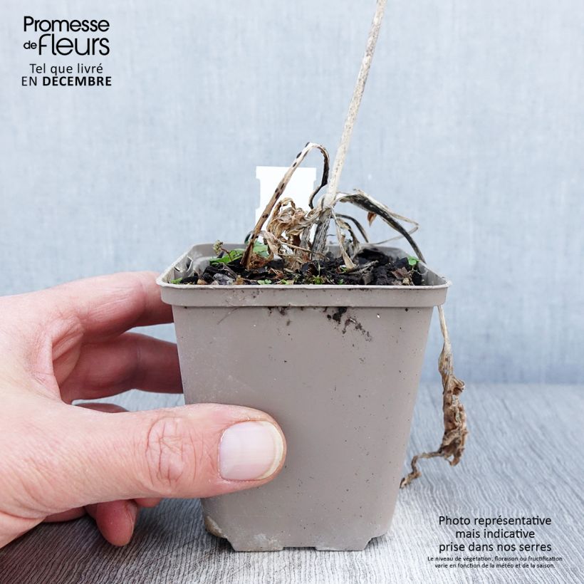 Hosta Robert Frost 8/9 cm pot sample as delivered in autumn