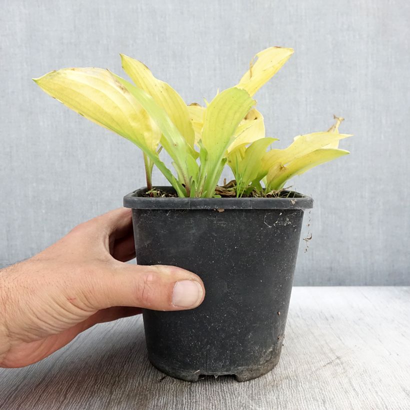 Hosta Ruffed Up 1.5L/2L pot sample as delivered in autumn