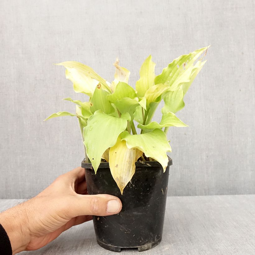 Hosta Ruffed Up 1.5L/2L pot sample as delivered in autumn