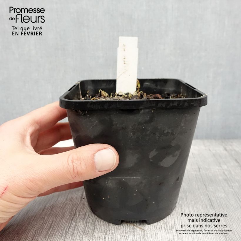 Hosta Ruffed Up 1.5L/2L pot sample as delivered in winter