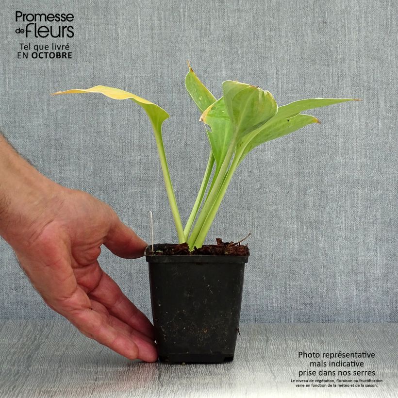 Hosta fluctuans Sagae 8/9 cm pot sample as delivered in autumn