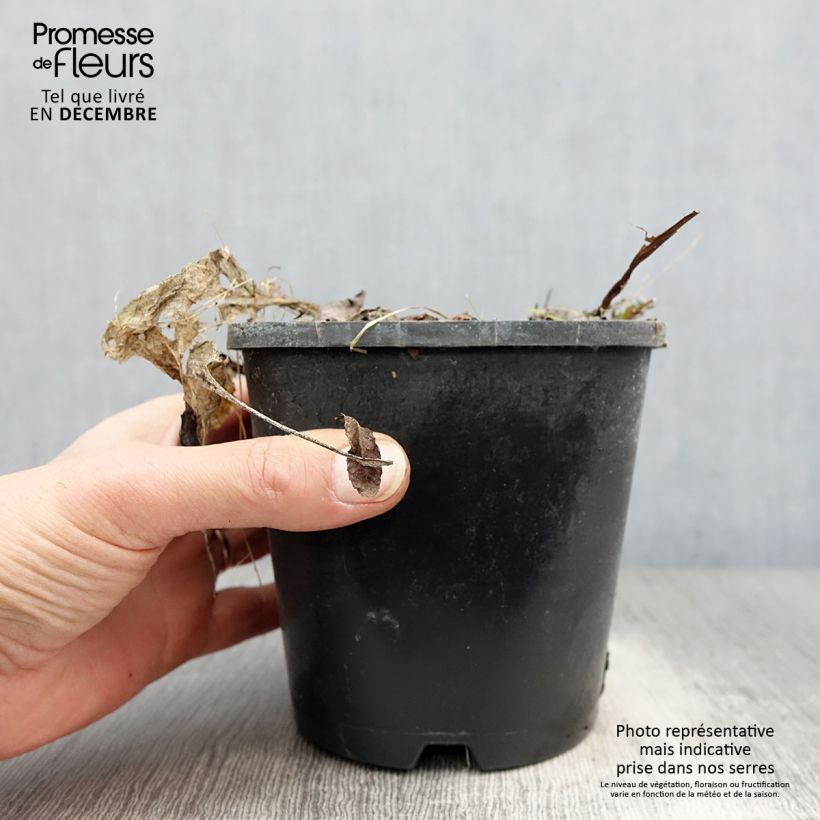 Hosta Saint Elmos Fire 1.5L/2L pot sample as delivered in winter