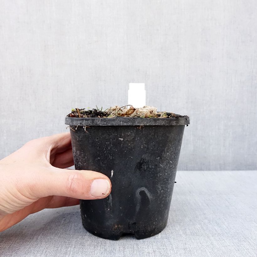 Hosta School Mouse 1.5L/2L pot sample as delivered in winter