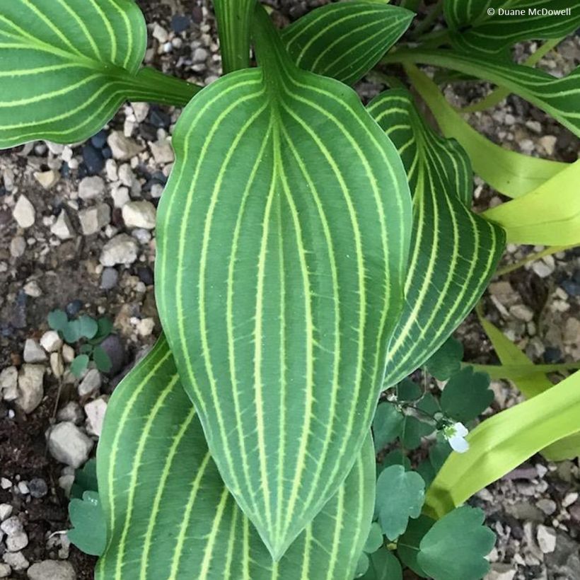 Hosta Siberian Tiger (Foliage)