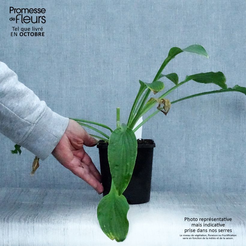 Hosta  Siberian Tiger 1.5L/2L pot sample as delivered in autumn