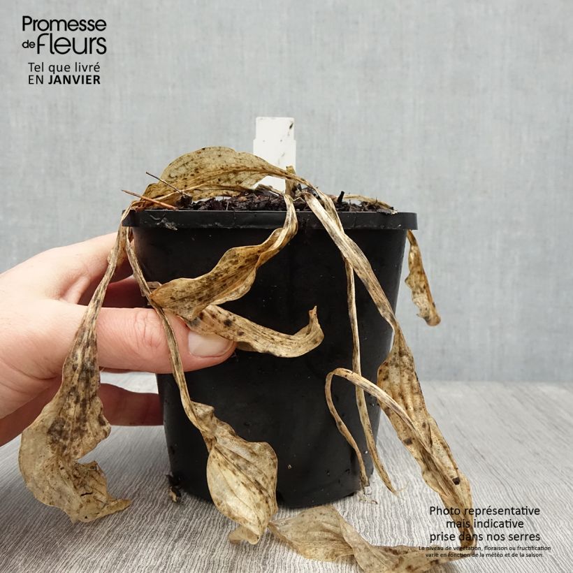 Hosta  Siberian Tiger 1.5L/2L pot sample as delivered in winter