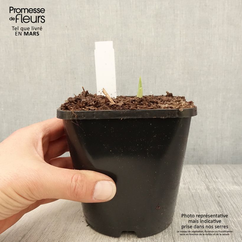 Hosta  Siberian Tiger 1.5L/2L pot sample as delivered in spring