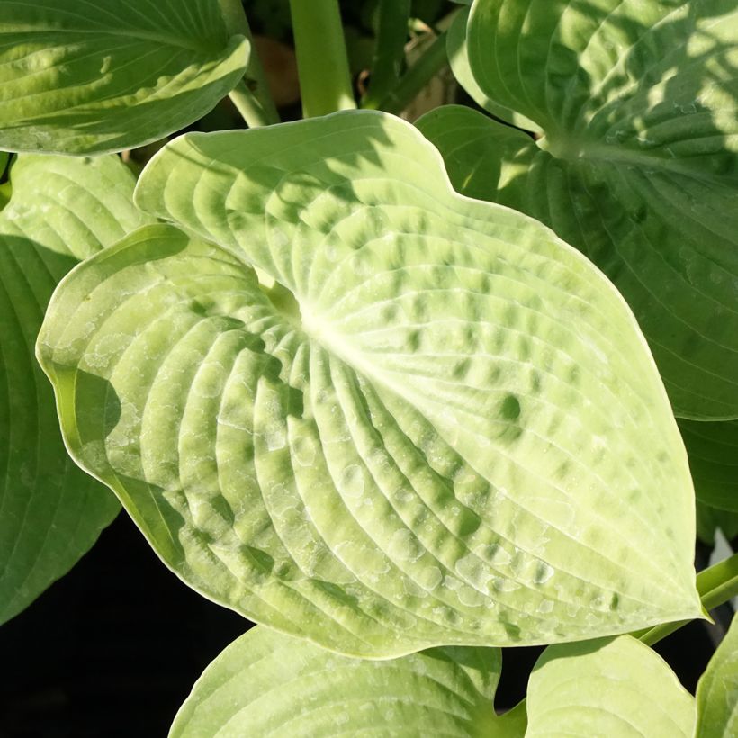 Hosta sieboldiana  (Foliage)