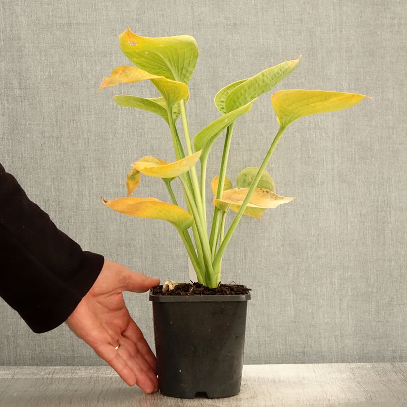 Hosta sieboldiana var. elegans - Plantain Lily 1.5L/2L pot sample as delivered in autumn